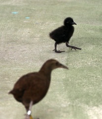 Woodhen and chick